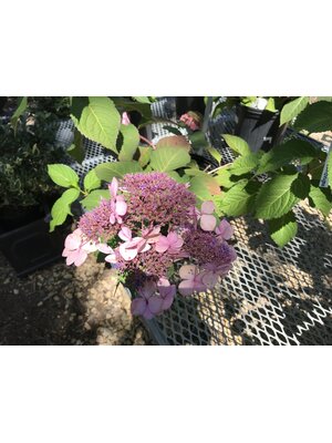 Hydrangea, Hydrangea macrophylla 'PIIHM-I' Endless Summer® Twist-n-Shout® 3G