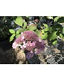 Hydrangea, Hydrangea macrophylla 'PIIHM-I' Endless Summer® Twist-n-Shout® 3G