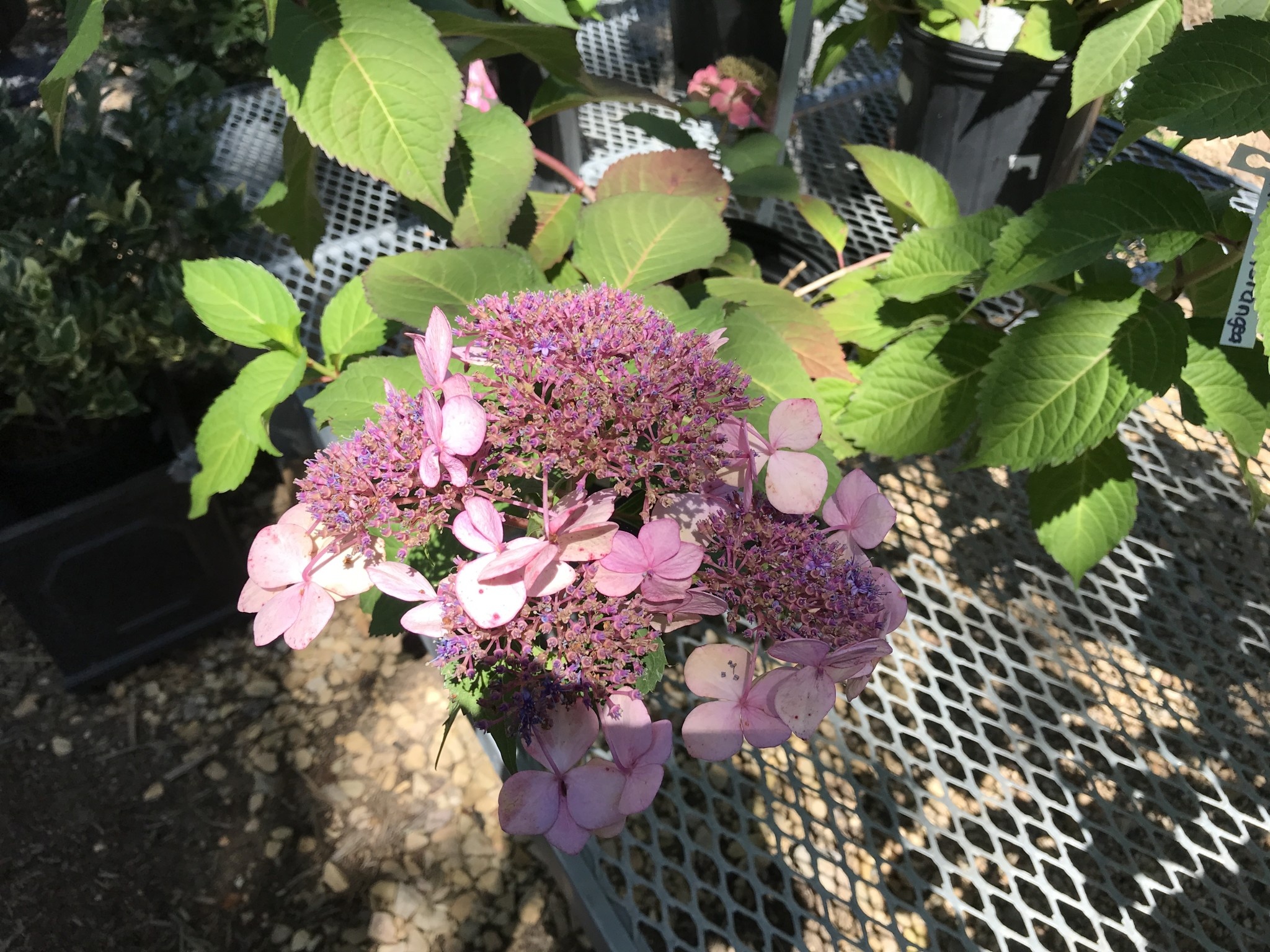 Hydrangea, Hydrangea macrophylla 'PIIHM-I' Endless Summer® Twist-n-Shout® 3G