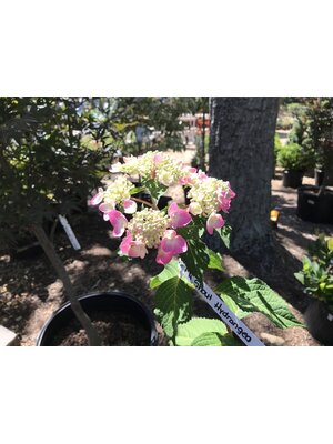 Hydrangea, Hydrangea macrophylla 'PIIHM-I' Endless Summer® Twist-n-Shout® 3G