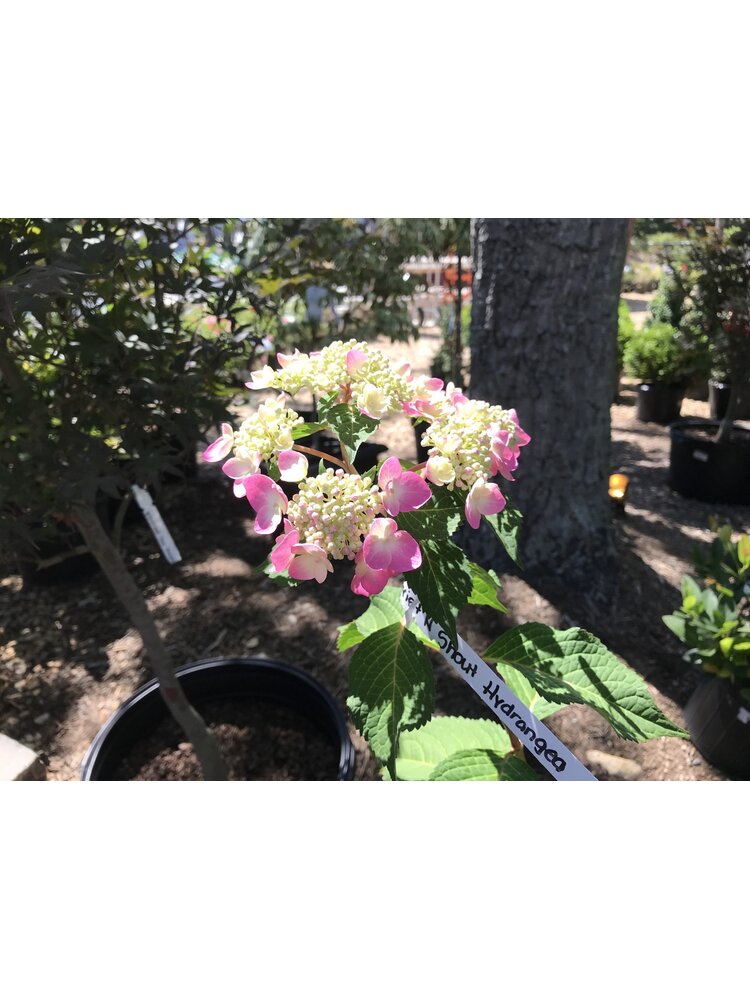 Hydrangea, Hydrangea macrophylla 'PIIHM-I' Endless Summer® Twist-n-Shout® 3G