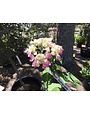 Hydrangea, Hydrangea macrophylla 'PIIHM-I' Endless Summer® Twist-n-Shout® 3G