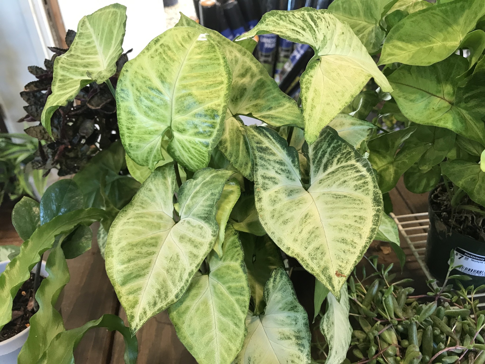 Nephthytis, Syngonium podophyllum, Assorted 4"