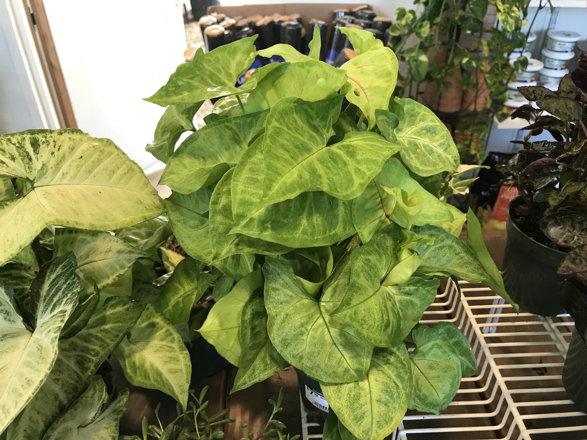 Nephthytis, Syngonium podophyllum, Assorted 4"