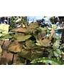 Nephthytis, Syngonium podophyllum, Assorted 4"