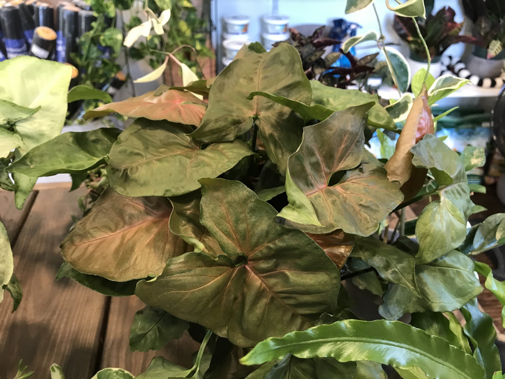 Nephthytis, Syngonium podophyllum, Assorted 4"