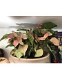Nephthytis, Syngonium podophyllum, Assorted 4"