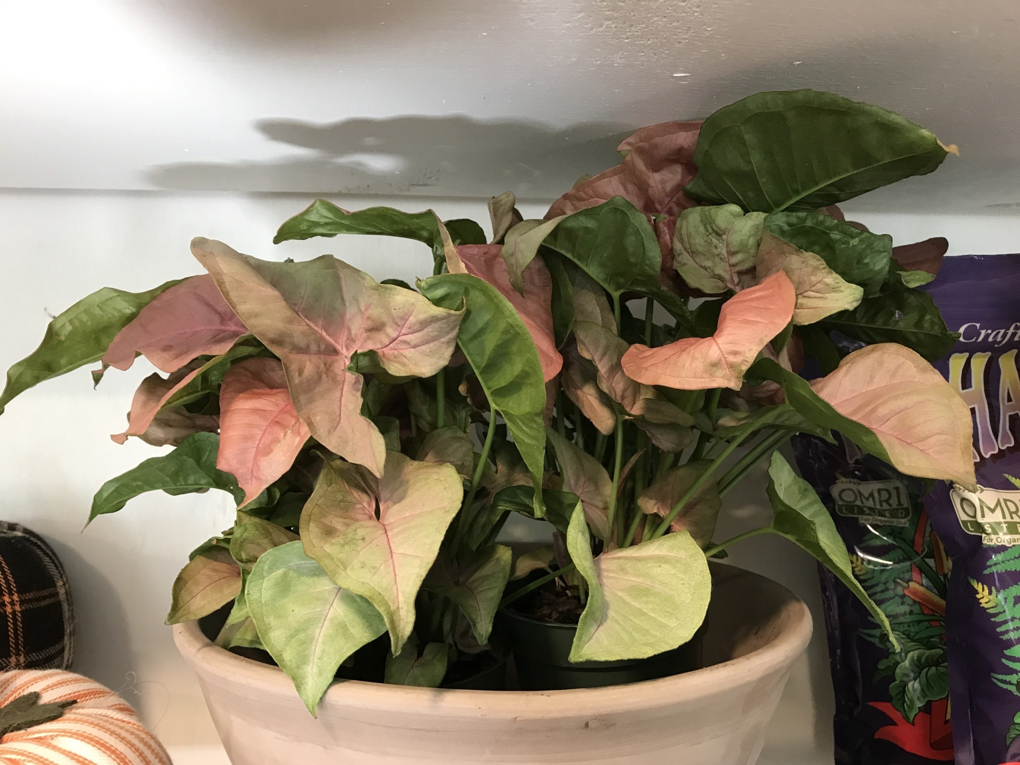 Nephthytis, Syngonium podophyllum, Assorted 4"