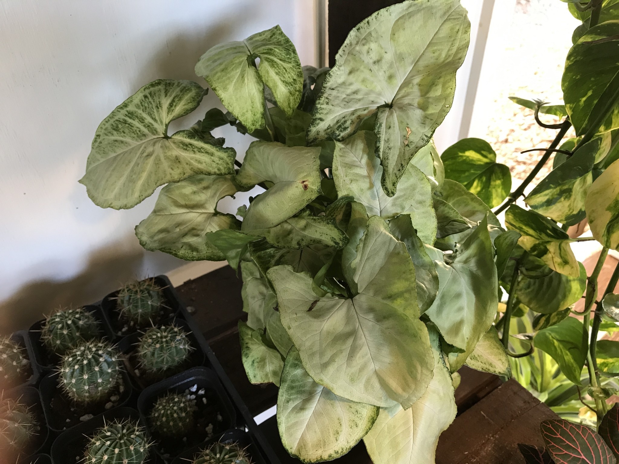 Nephthytis, Syngonium podophyllum, Assorted 4"