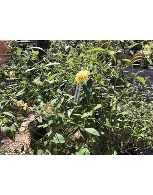 Butterfly Bush, Buddleia x weyeriana ‘Honeycomb’ 3G