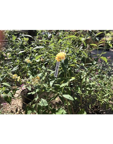 Butterfly Bush, Buddleia x weyeriana ‘Honeycomb’ 3G