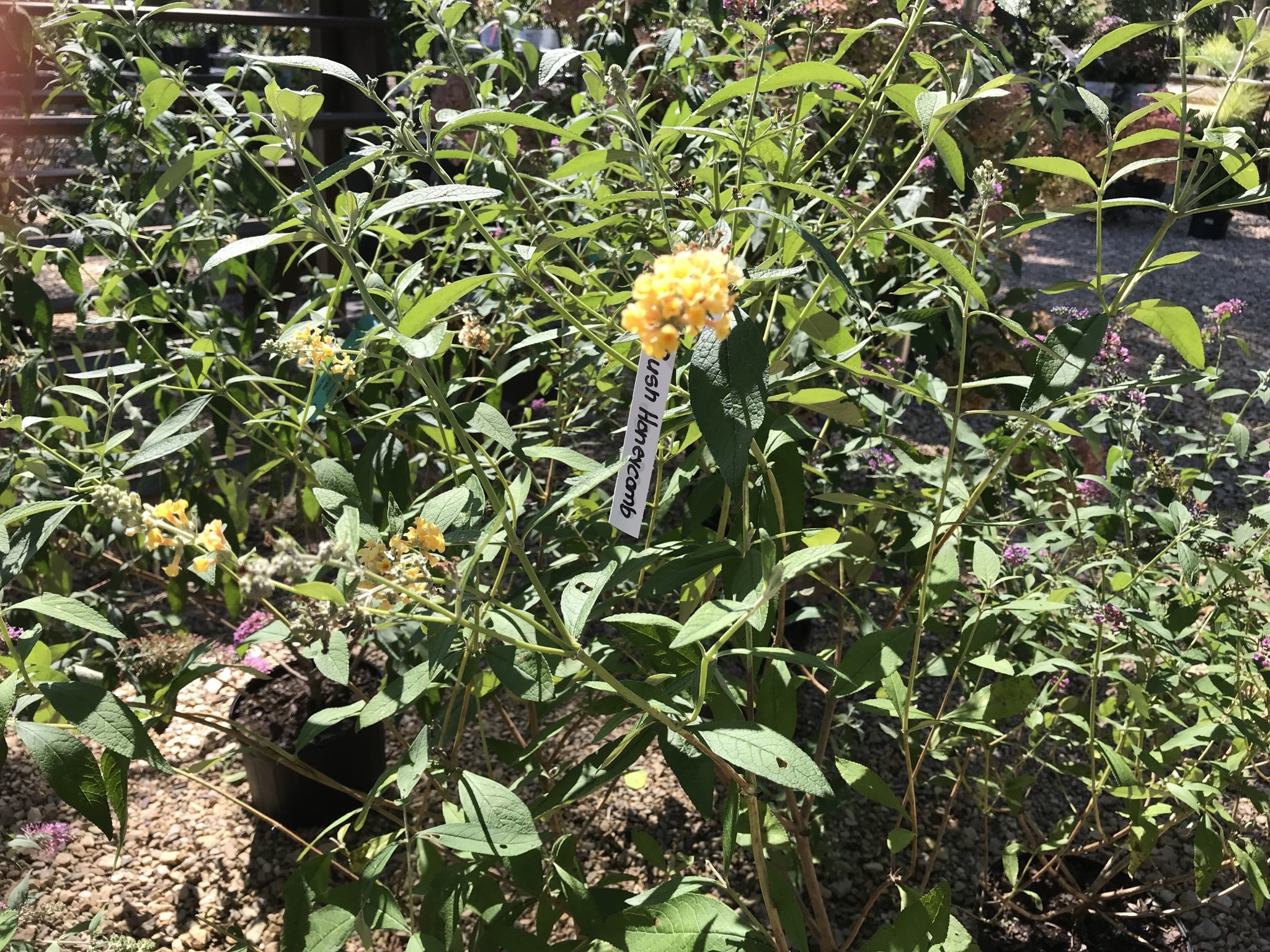 Butterfly Bush, Buddleia x weyeriana ‘Honeycomb’ 3G