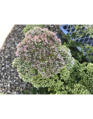 Stonecrop, Hylotelephium telephium 'Autumn Fire' (Upright) 1G