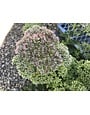 Stonecrop, Hylotelephium telephium 'Autumn Fire' (Upright) 1G
