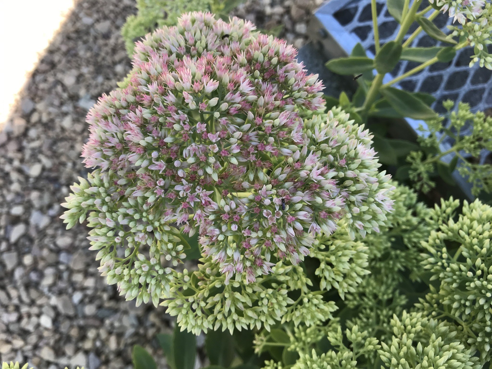 Stonecrop, Hylotelephium telephium 'Autumn Fire' (Upright) 1G