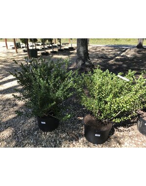 Holly, Ilex crenata 'Bennett's Compacta' 5G