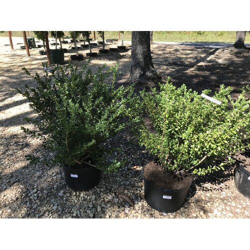 Holly, Ilex crenata 'Bennett's Compacta' 5G