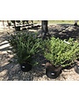 Holly, Bennett's Compacta Holly 5G