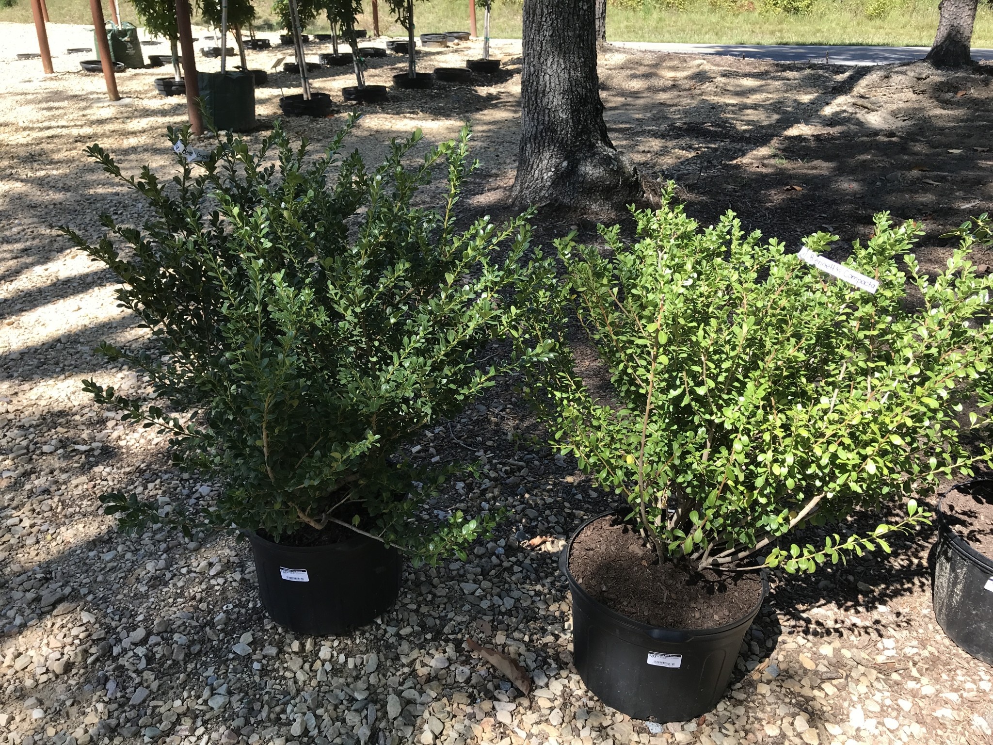 Holly, Ilex crenata 'Bennett's Compacta' 5G