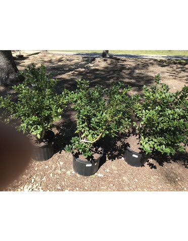 Holly, Ilex cornuta 'Burfordii Nana' Dwarf Burford 5G