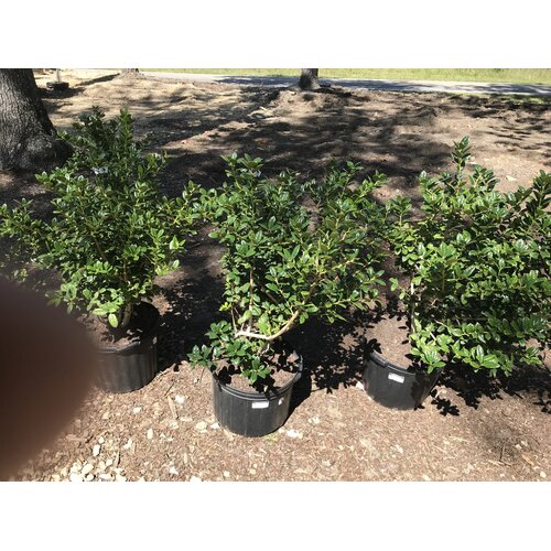 Holly, Ilex cornuta 'Burfordii Nana' Dwarf Burford 5G