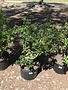 Holly, Ilex cornuta 'Burfordii Nana' Dwarf Burford 5G