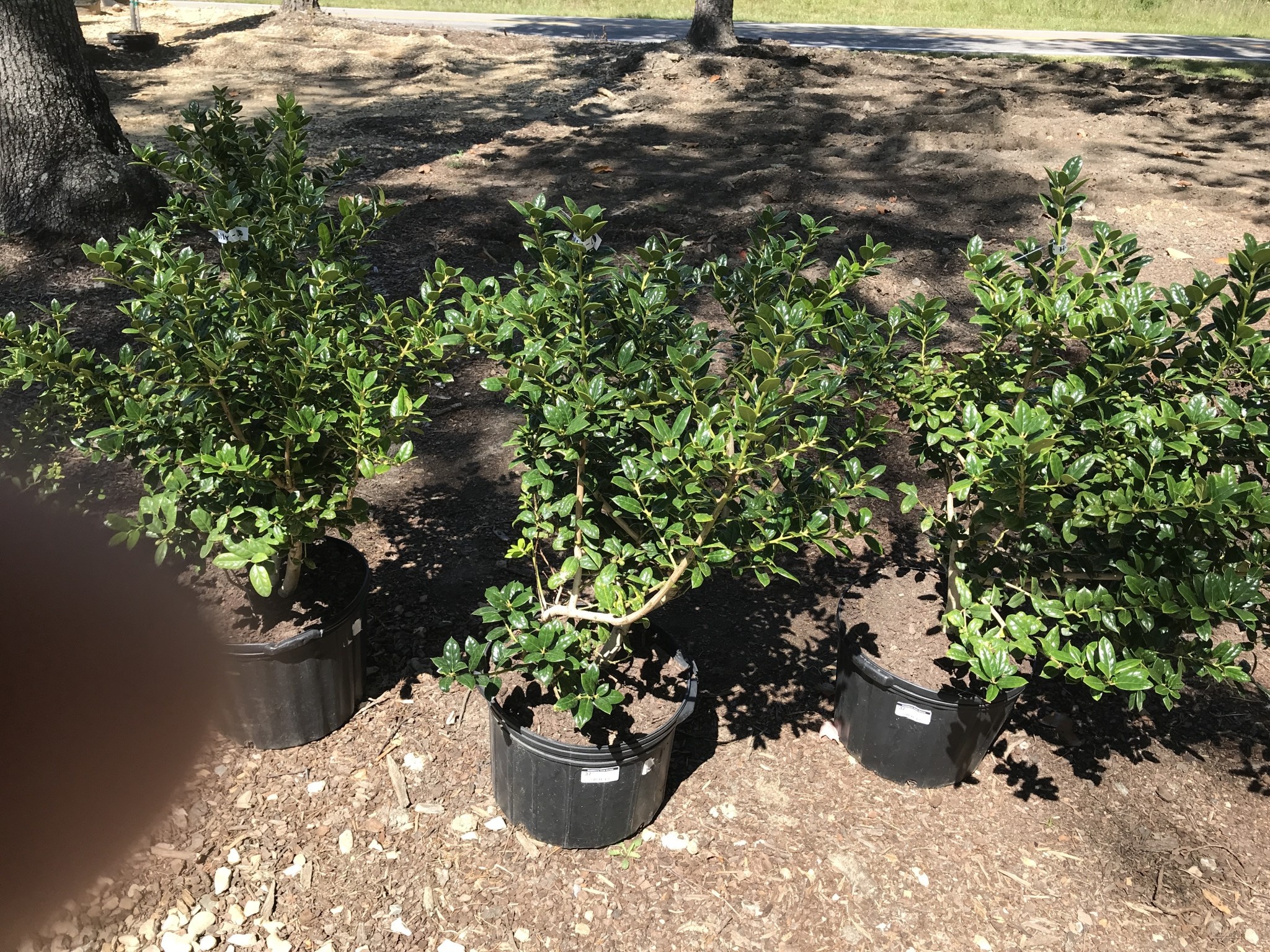 Holly, Ilex cornuta 'Burfordii Nana' Dwarf Burford 5G