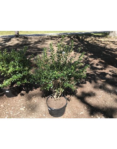 Holly, Ilex glabra 'Nigra' (Inkberry) 5G