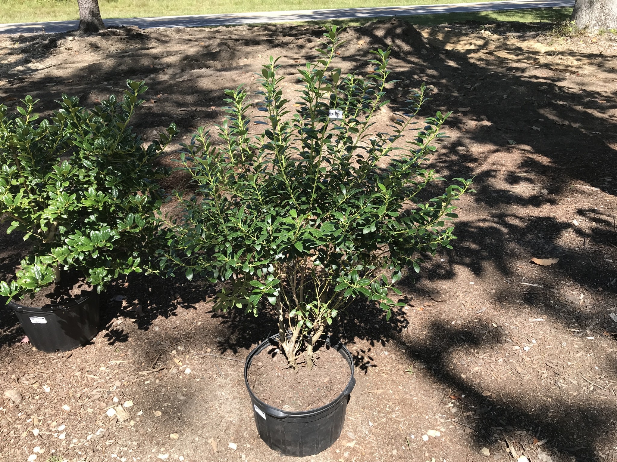 Holly, Ilex glabra 'Nigra' (Inkberry) 5G