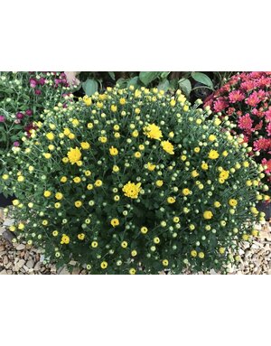 Mum, Chrysanthemum Jacqueline Yellow 8"