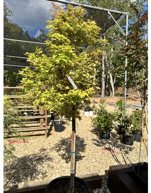 Maple, Japanese, Acer palmatum 'Sango Kaku' Coral Bark 10G