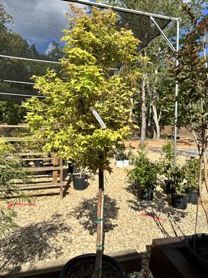 Maple, Japanese, Acer palmatum 'Sango Kaku' Coral Bark 10G