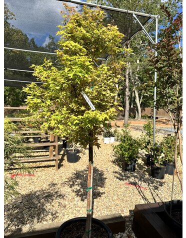 Acer palmatum 'Sango Kaku' Coral Bark 10G