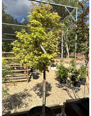 Maple, Japanese, Acer palmatum 'Sango Kaku' Coral Bark 10G