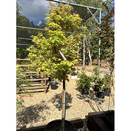 Maple, Japanese, Acer palmatum 'Sango Kaku' Coral Bark 10G