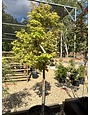 Maple, Japanese, Acer palmatum 'Sango Kaku' Coral Bark 10G