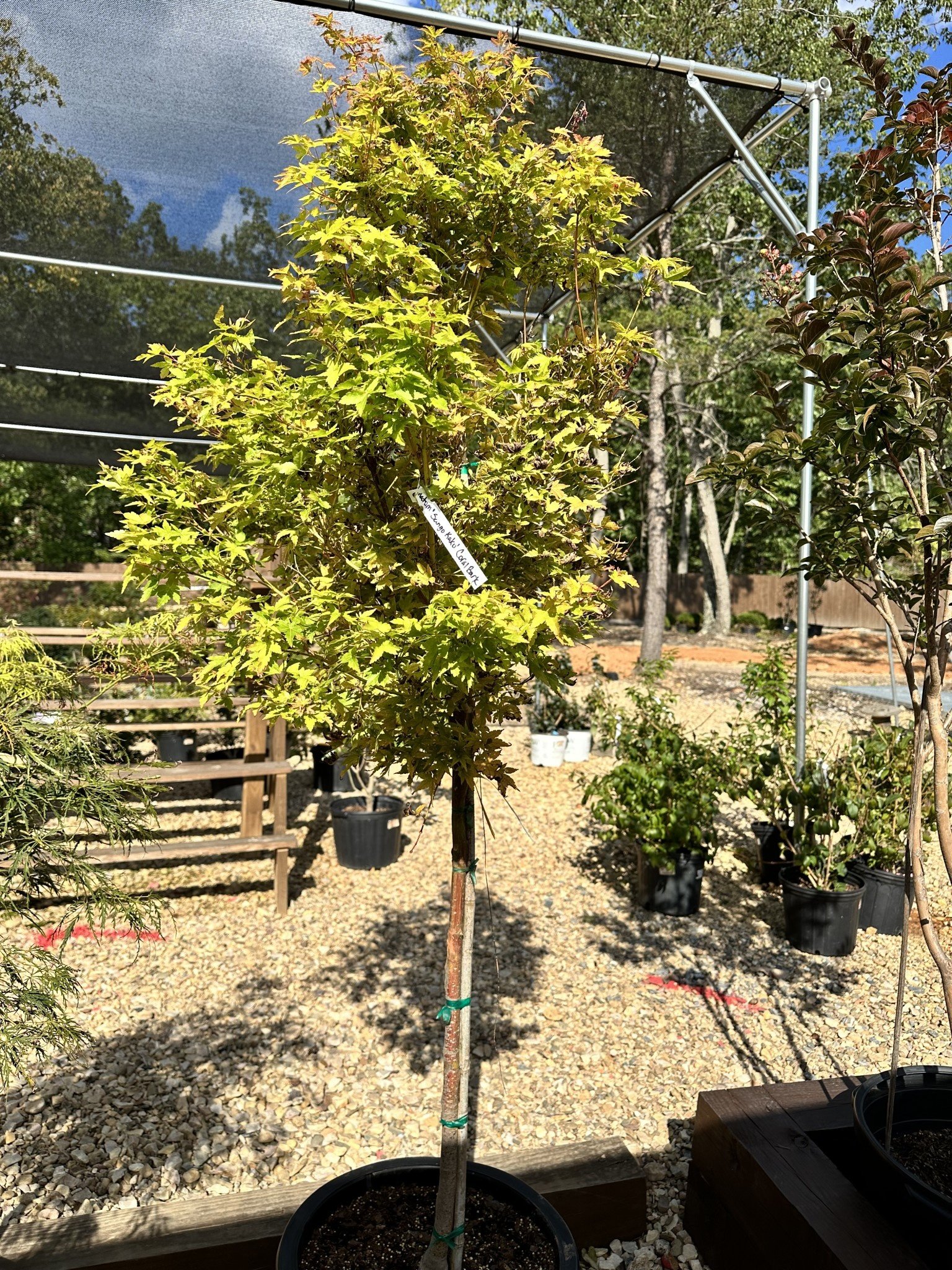 Maple, Japanese, Acer palmatum 'Sango Kaku' Coral Bark 10G