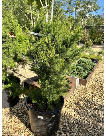 Brodie Juniper #15 -- Juniperus virginiana 'Brodie'