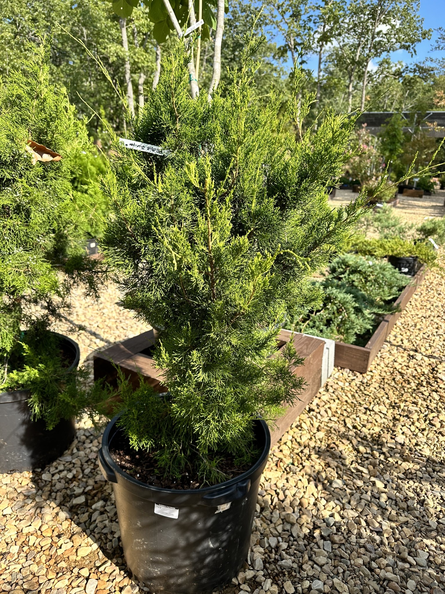 Brodie Juniper #15 -- Juniperus virginiana 'Brodie'