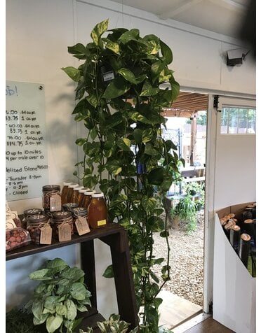 Hanging Basket, Golden Pothos 8"