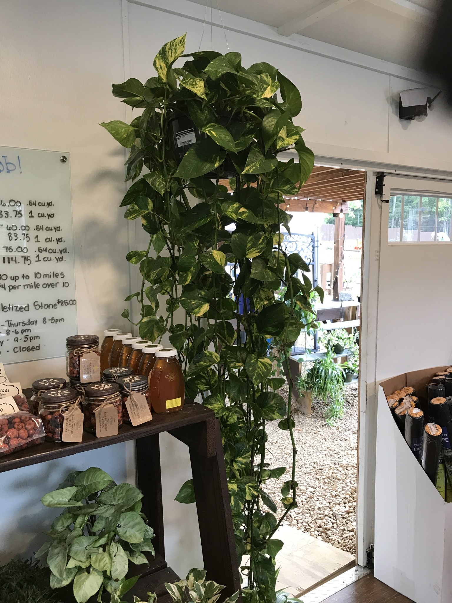 Pothos, Pothos 'Golden' 8"HB