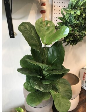 Ficus Lyrata Fiddle Leaf Fig 6"