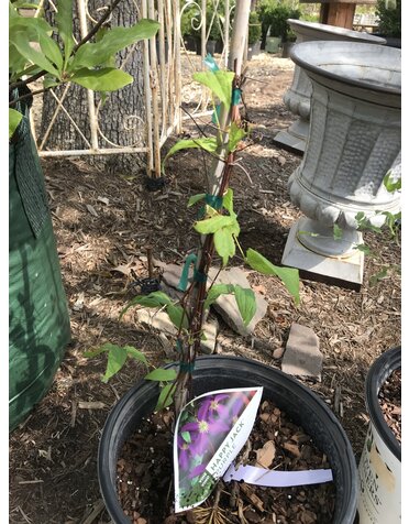 Proven Winner Clematis, Clematis x 'Zojapur' Happy Jack® Purple 3G