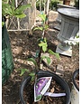 Proven Winner Clematis, Clematis x 'Zojapur' Happy Jack® Purple 3G