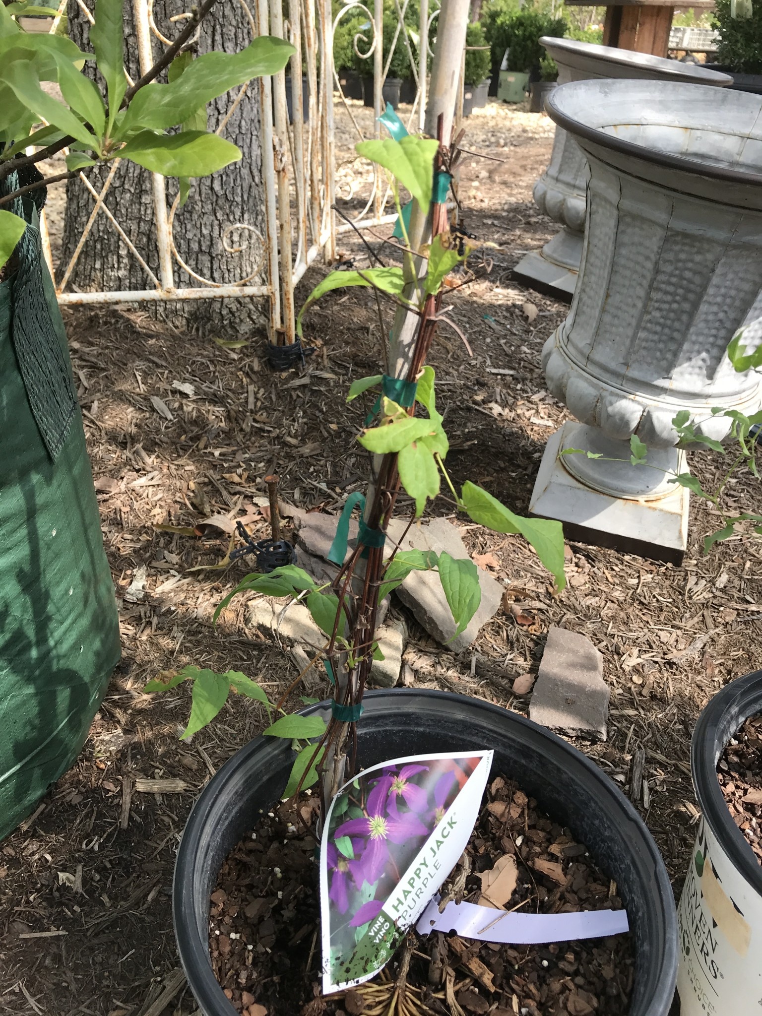 Proven Winner Clematis, Clematis x 'Zojapur' Happy Jack® Purple 3G