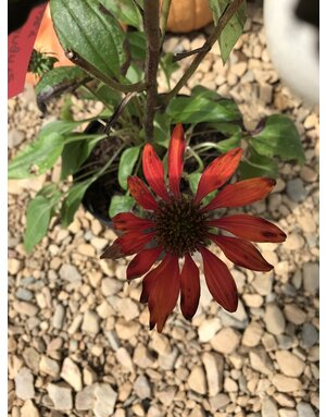 Coneflower, Echinacea x 'Balsomanita' Sombrero® Sangrita 1G