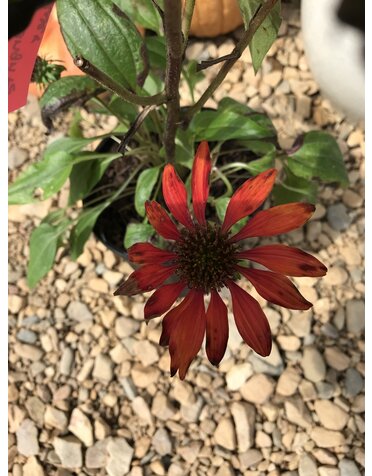 Coneflower, Echinacea x 'Balsomanita' SombreroÂ® Sangrita 1G