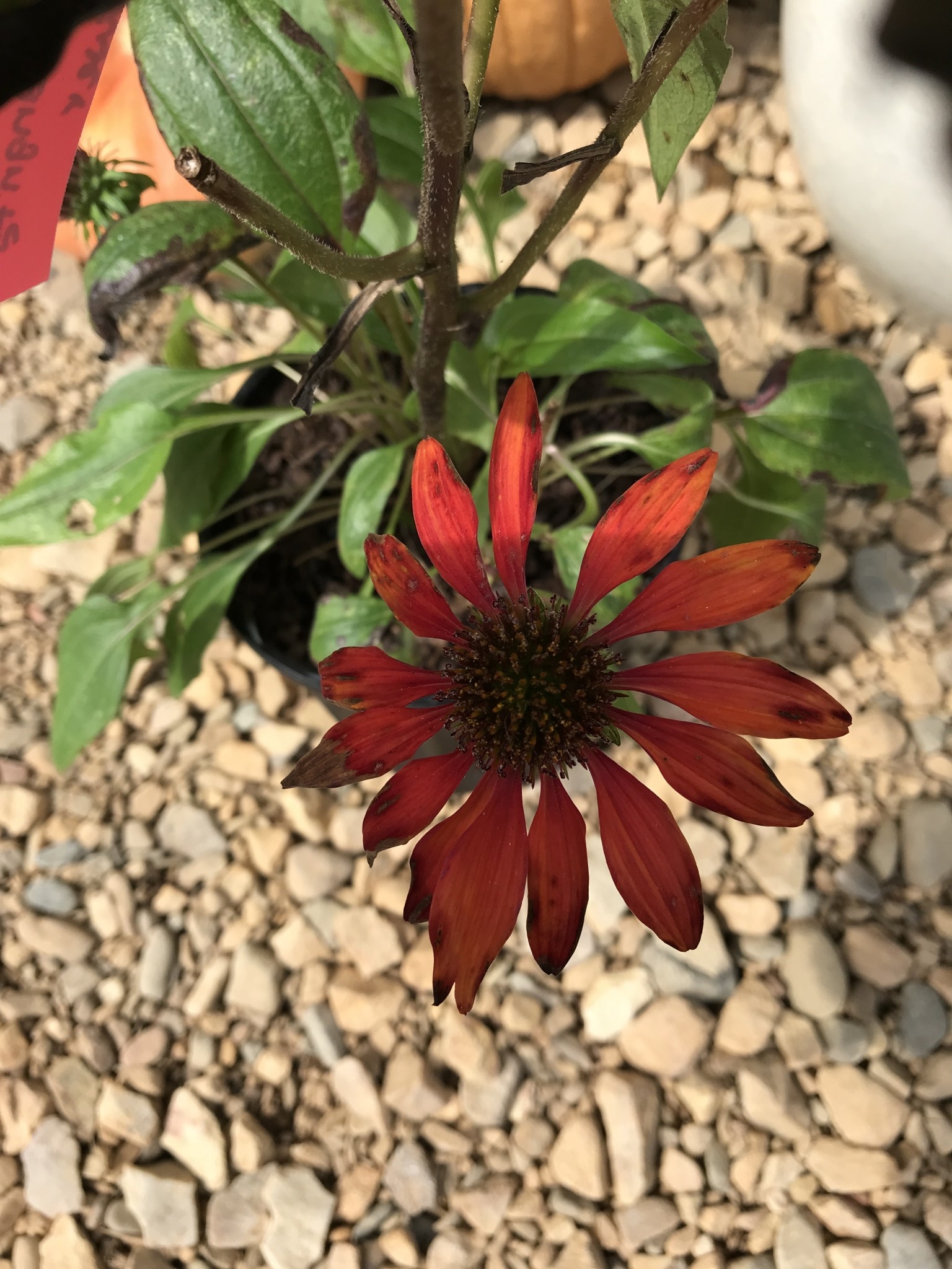 Coneflower, Echinacea x 'Balsomanita' Sombrero® Sangrita 1G