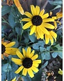 Goldsturm Black-Eyed Susan