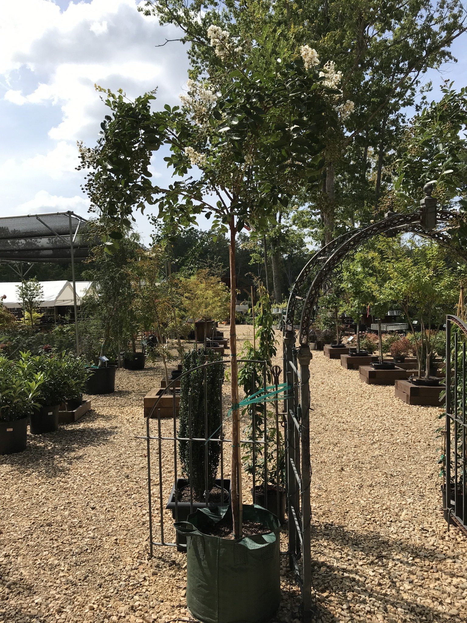 Sarah's Favorite Crapemyrtle #25 -- Lagerstroemia indica 'Sarah's Favorite'